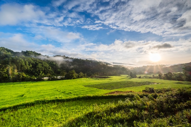 grande campo di riso in mattinata in Thailandia