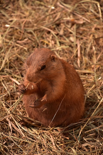 Grande cane della prateria dalla coda nera grasso che fa uno spuntino su un po' di paglia secca