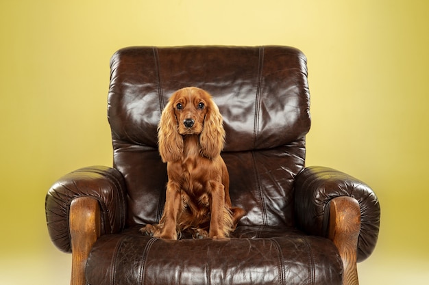 Grande capo. Il giovane cane di cocker spaniel inglese sta proponendo.