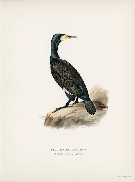 Grande cormorano (Phalacrocorax Carbo) illustrato dai fratelli von Wright.