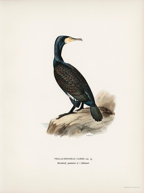 Grande cormorano (Phalacrocorax Carbo) illustrato dai fratelli von Wright.