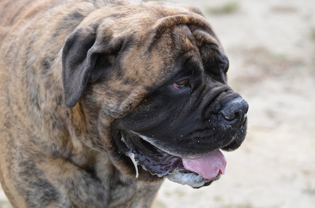 Grande faccia di un bel cane grande bullmastiff.