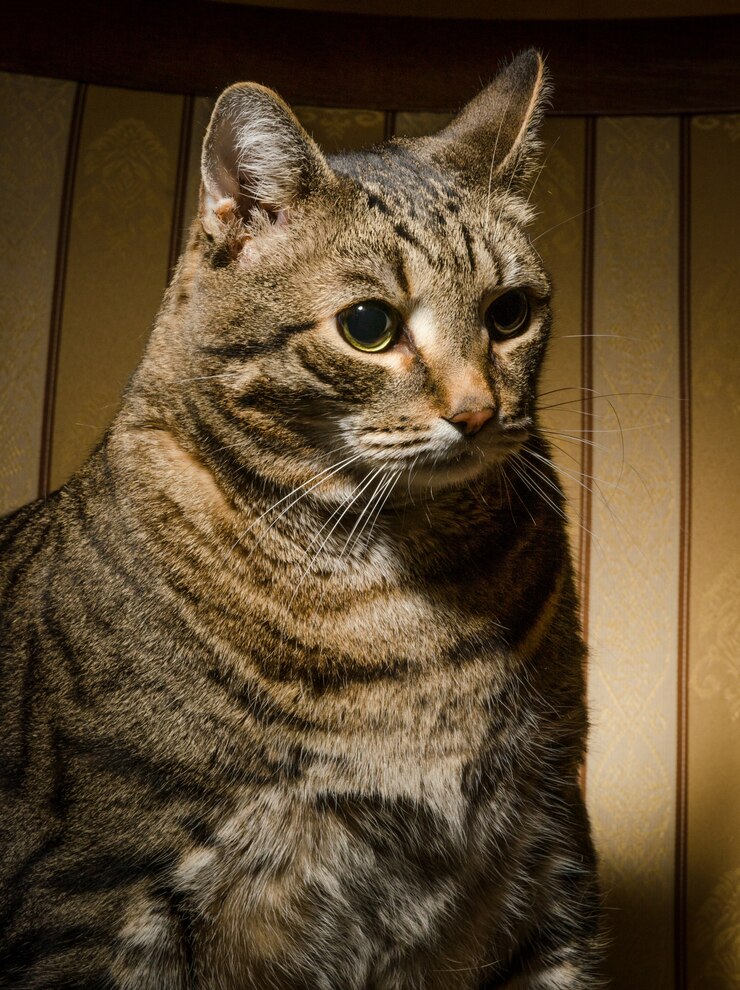 Foto gratuito grande gatto sulla sedia
