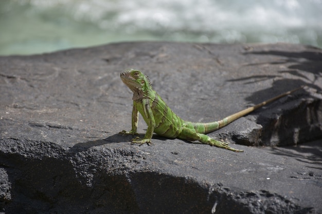 Grande iguana verde su una roccia ad Aruba.