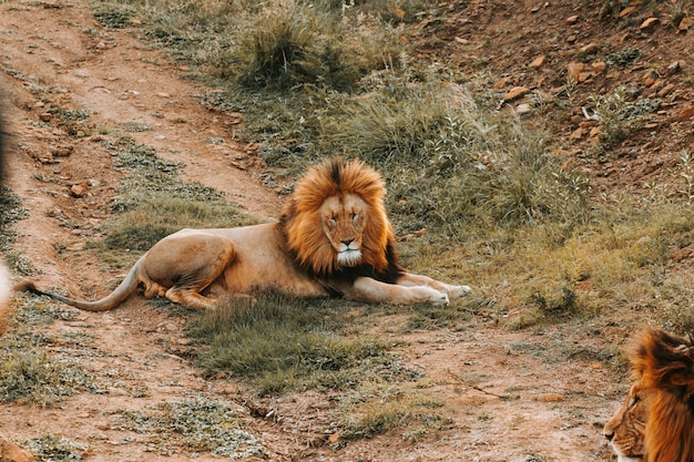 grande leone sdraiato per terra