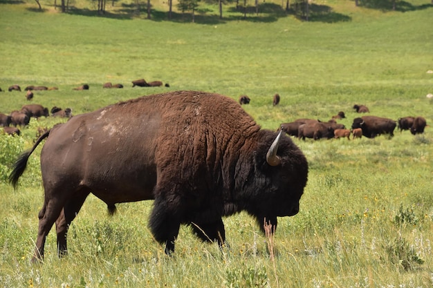 Grande mandria di bisonti che migrano e pascolano in un campo in erba