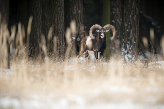 Grande muflone europeo nell'animale selvatico della foresta nell'habitat naturale Repubblica Ceca