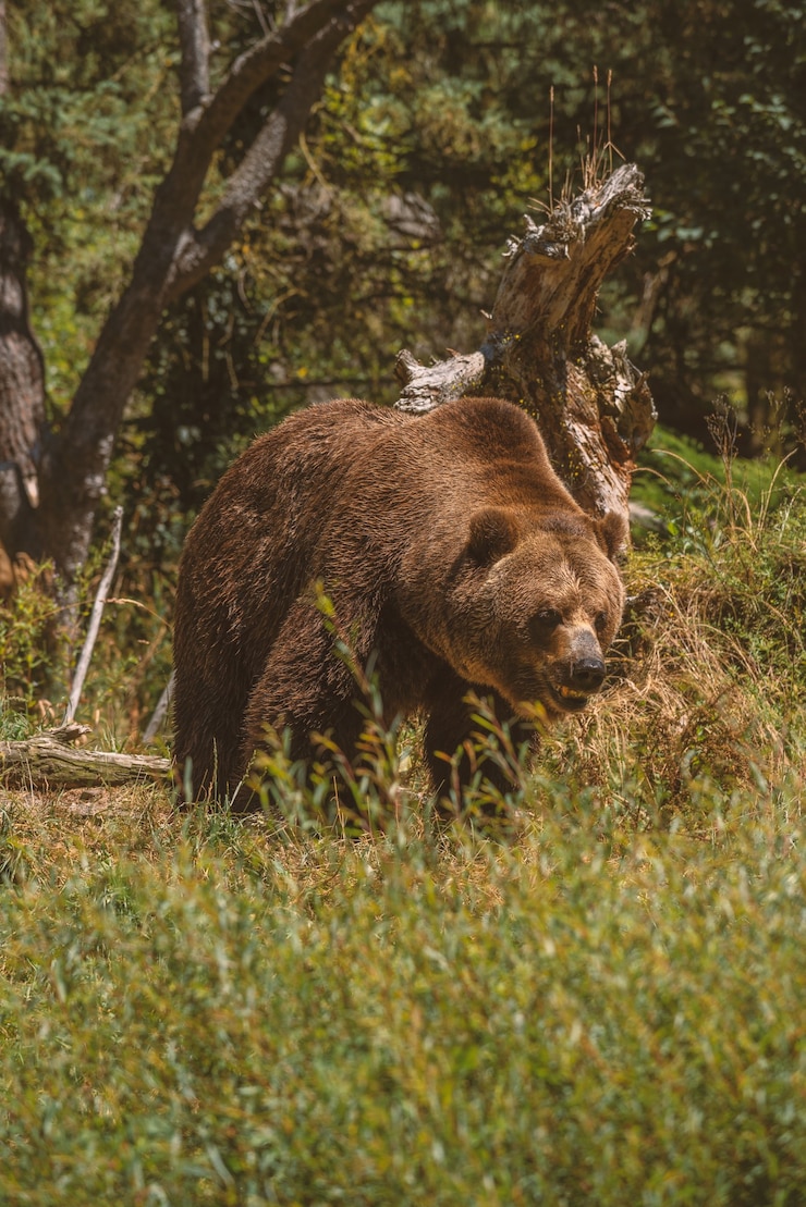Foto gratuito grande orso grizzly che cammina verso con la bocca aperta