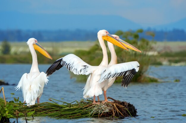 Grande pellicano bianco nel lago nella savana