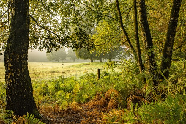 Grande scatto di un parco pieno di alberi ed erba in una giornata di sole