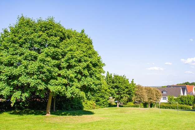 Grandi alberi fitti sulla fila e alcune case viste