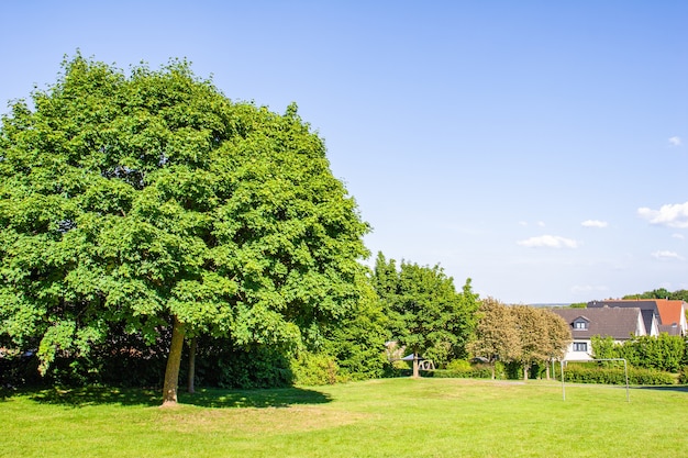 Grandi alberi fitti sulla fila e alcune case viste