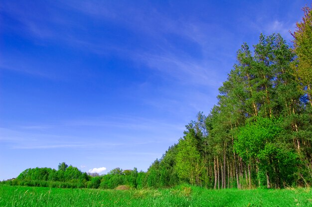 Grandi alberi in un campo