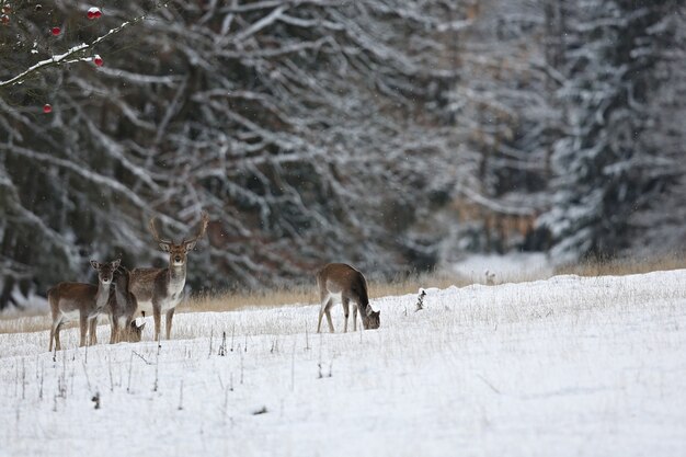 Grandi e bellissimi daini nell'habitat naturale della Repubblica Ceca