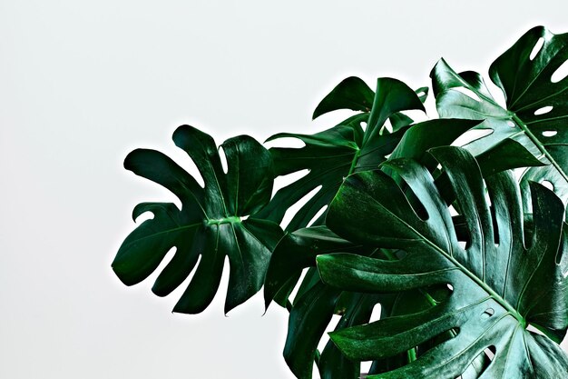 Grandi foglie verdi di monstera tropicale su sfondo grigio chiaro con spazio per la copia Interno della stanza in stile scandinavo con messa a fuoco selettiva del primo piano