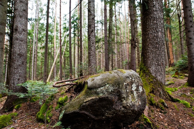 Grandi pietre di roccia nella foresta bagnata nelle montagne dei Carpazi