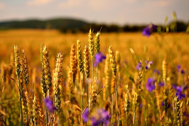 &quot;Grano che cresce in campo&quot;