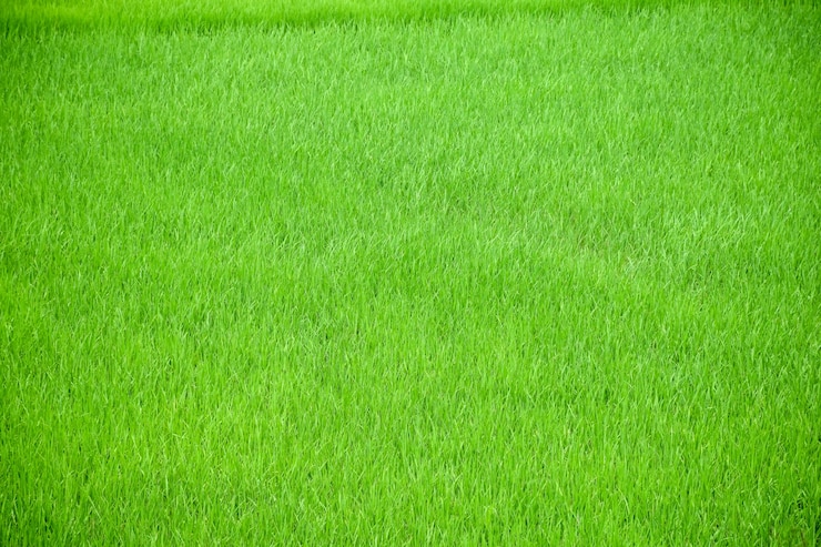 Foto gratuito grass trama
