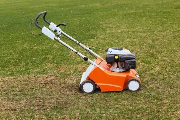 Grasscutter arancione in piedi sul terreno sull'erba verde