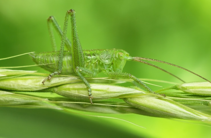 Foto gratuito grasshopper