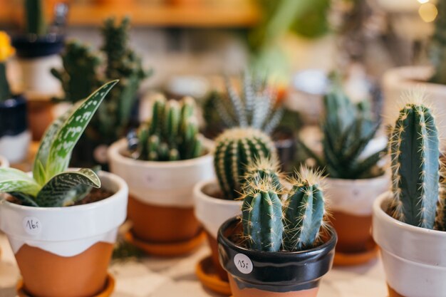 Graziose e graziose piante grasse e cactus in vasi di terracotta fatti a mano in vendita nel negozio di fiori di piante o concept store.