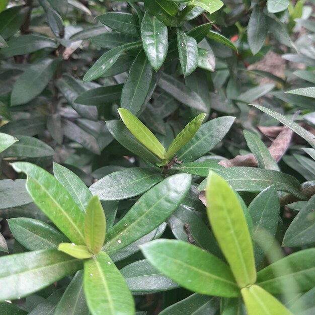 Green leaves background