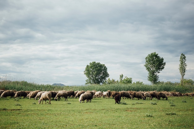 Gregge lungo di pecore che mangiano erba sul pascolo