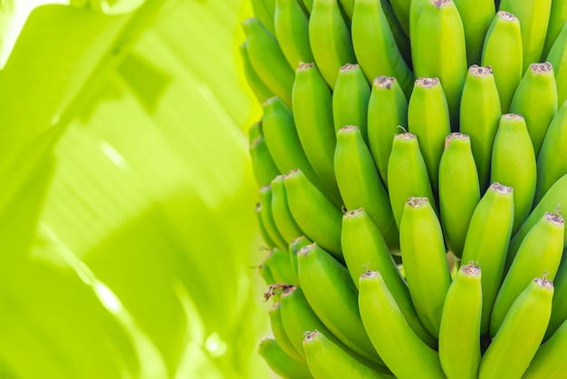 Grenn banane su una palma. Coltivazione di frutti nella piantagione dell'isola di Tenerife. Giovane banana non matura con foglie di palma nella profondità di campo bassa. Avvicinamento.