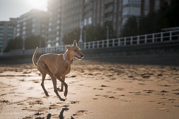 Greyhound che si diverte sulla spiaggia