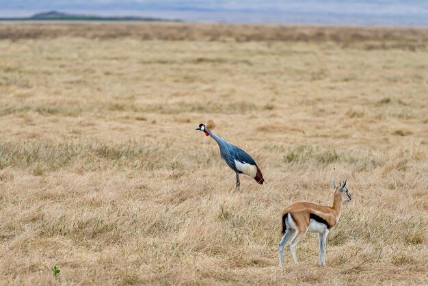 Gru dalla corona grigia e uno springbok in piedi sul terreno coperto dall'erba sotto la luce del sole