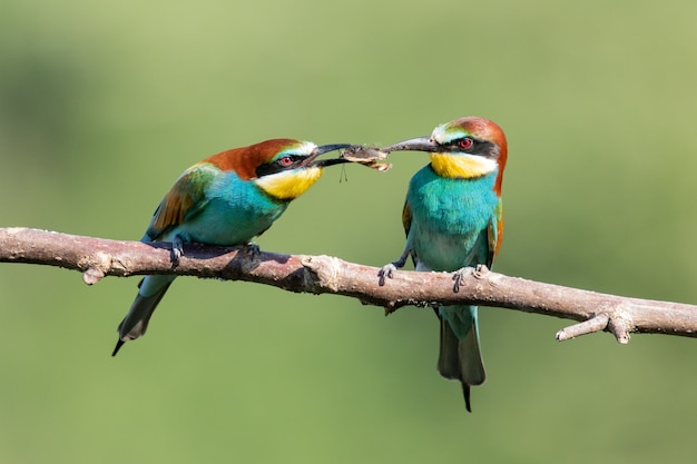 Gruccioni colorati che condividono il cibo sul ramo di un albero