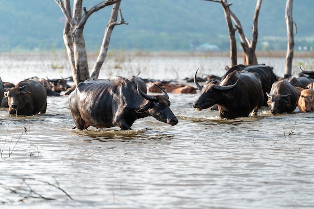 Gruppo Buffalo in un fiume