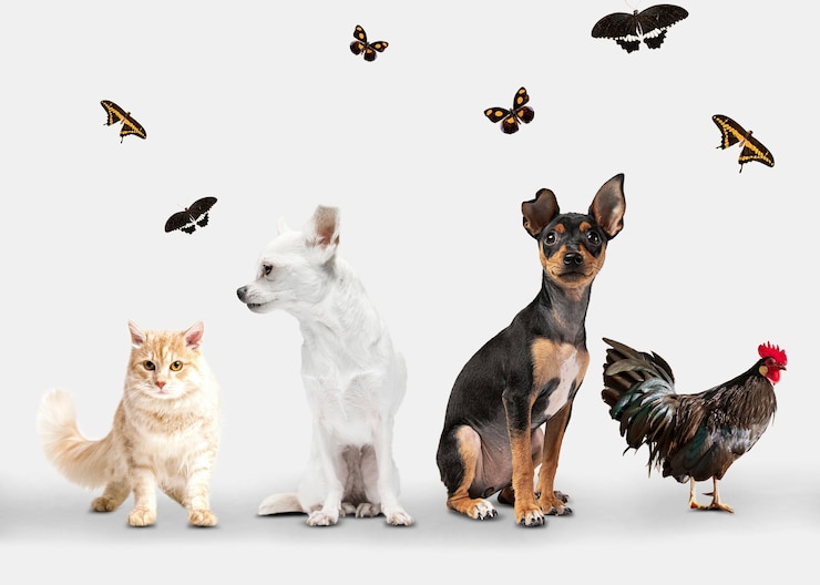 Foto gratuito gruppo di animali carini su sfondo bianco