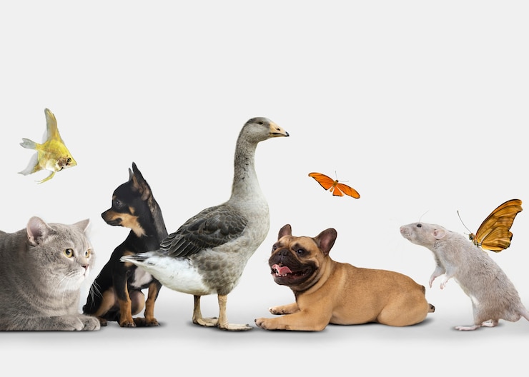Foto gratuito gruppo di animali carini su sfondo bianco