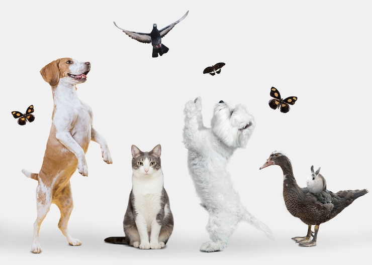 Foto gratuito gruppo di animali carini su sfondo bianco