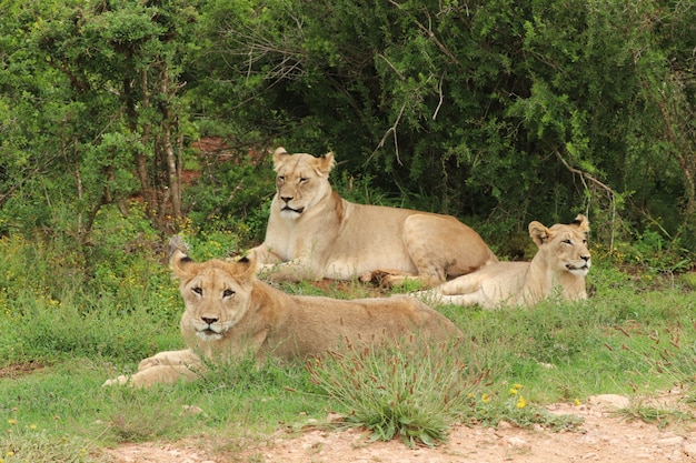 Gruppo di belle leonesse sdraiato con orgoglio sul campo coperto di erba vicino agli alberi