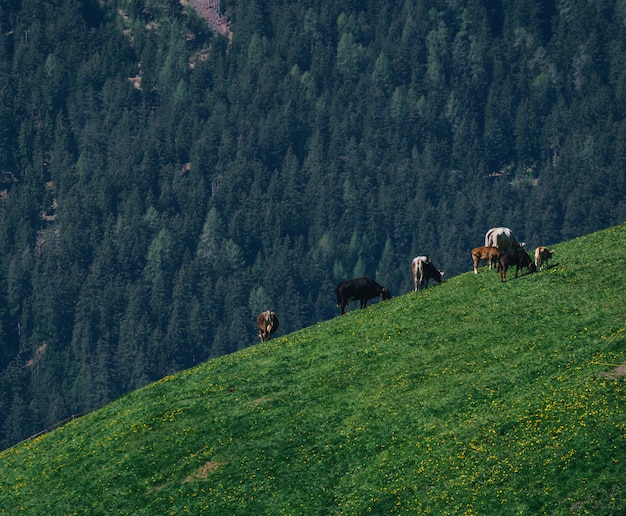 Gruppo di bestiame al pascolo su un campo verde lussureggiante