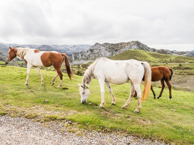 Gruppo di cavalli in montagna nei laghi di Covandonga, Asturie, Spain