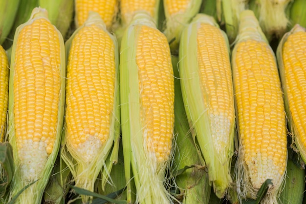 Gruppo di cereali dolci freschi in un negozio. Alcune fresche zucchine biologiche con foglie. Un gruppo di cereali freschi in Bazaar per la stagione estiva