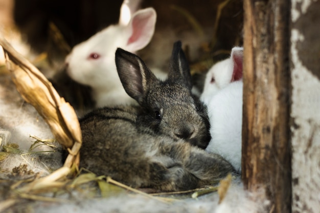 Gruppo di conigli dentro il riparo alla fattoria