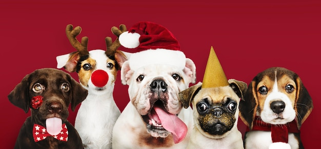 Gruppo di cuccioli che indossano costumi di Natale