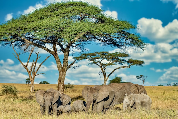 Gruppo di elefanti che camminano sull'erba secca nel deserto