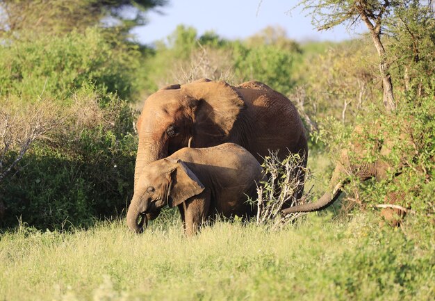 Gruppo di elefanti nel parco nazionale orientale di Tsavo, Kenya, Africa