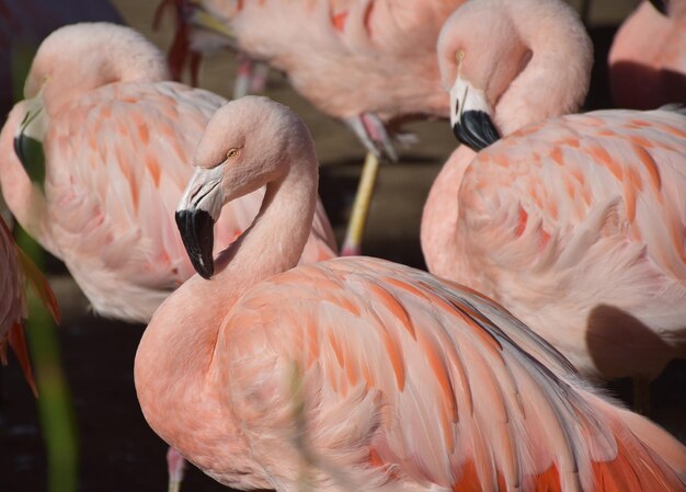 Gruppo di fenicotteri rosa tutti in piedi insieme in un grappolo