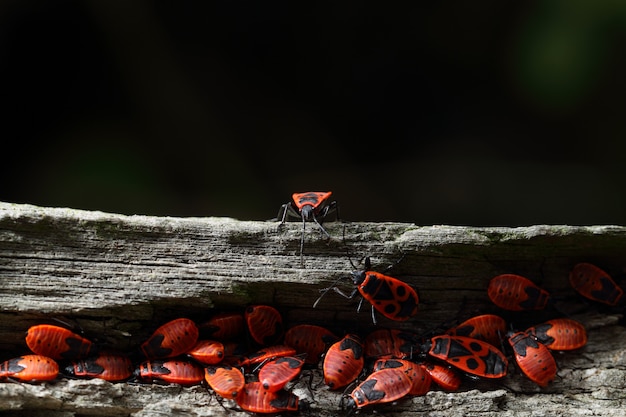 gruppo di firebugs su un ceppo di legno