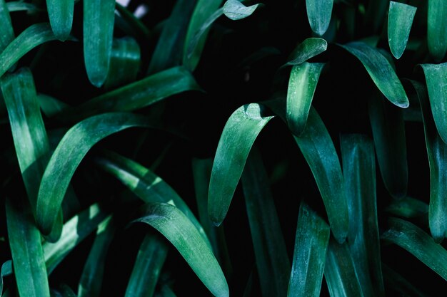 Gruppo di foglie verdi tropicali