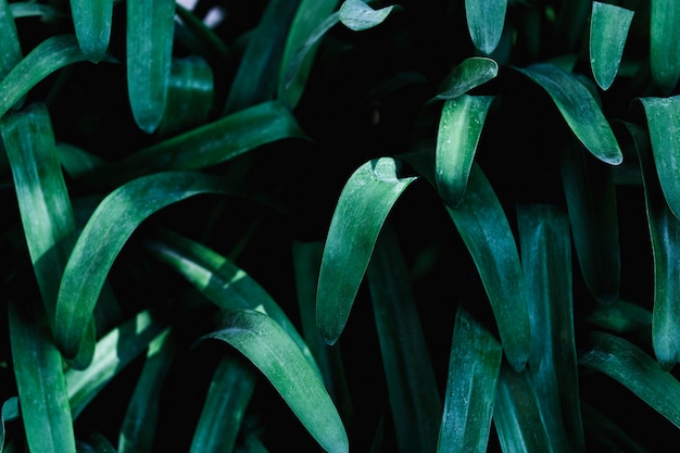 Gruppo di foglie verdi tropicali