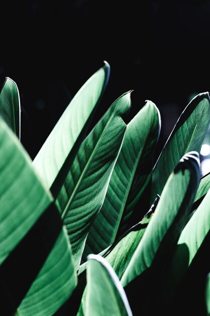 Gruppo di foglie verdi tropicali