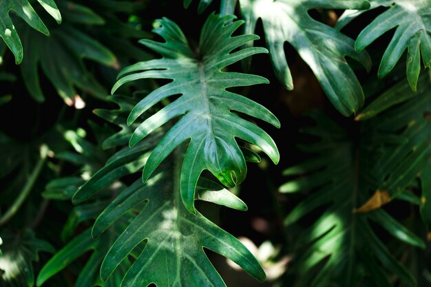 Gruppo di foglie verdi tropicali