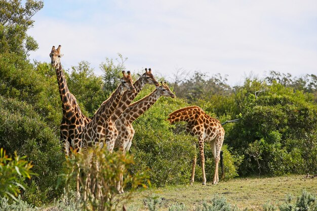 Gruppo di giraffe in piedi sulla collina coperta di erba vicino agli alberi